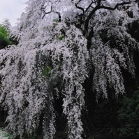 2003-04-11 東京都青梅市 梅岩寺 しだれ桜2