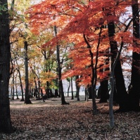 2007-12-01 小金井公園 紅葉