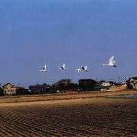 2001-02-10 本埜村 田畑の上を舞う白鳥