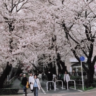 2008-04-01 花小金井 桜の下を歩く人々 多摩湖自転車歩行者道・小平グリーンロード