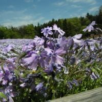 2007-04-29 11-44-46羊山公園の芝桜