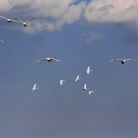 2003-02-14 本埜村 飛び交うたくさんの白鳥