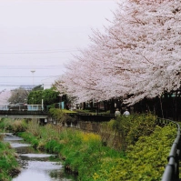 2001-04-01 川沿いの桜