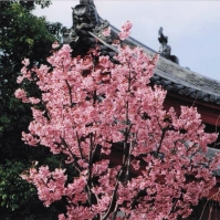 2009-04-22 花小金井 円成院 桜・ソメイヨシノ