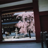 2006-04-08 花小金井 円成院 門越しの桜