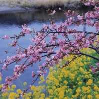 1999-02-23 河津川と河津桜、菜の花