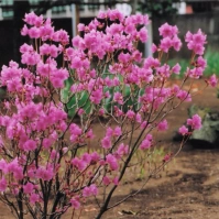 2009-04-22 花の家 カラムラサキツツジ