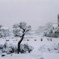 2012-02-20 花の家 畑に積もった雪