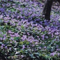 2001-04-07 武蔵村山市六道山公園のカタクリ