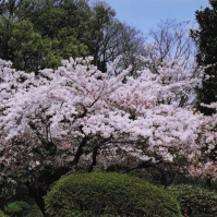 2005-03-27 新宿御苑の枝垂れ桜