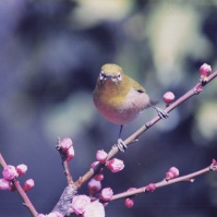 2000-11-18 花の家 梅にメジロ