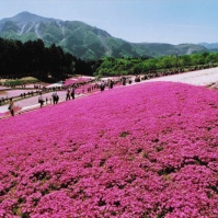 2007-05-03 秩父 羊山公園 山と芝桜