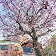 2024-02-24 16;34 花の家 咲き誇る杏の花