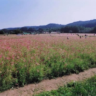 2002-10-13 巾着田のコスモス畑