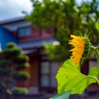 2016-07-18 14-36 花の家 ひまわりと花の家の母屋