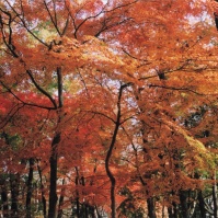 2009-12-04 小金井公園 色づく木々・紅葉