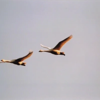 2004-01-06 本埜村 揃って羽ばたく二羽の白鳥