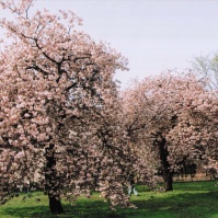 2003-04-21 小金井公園 ボタン桜