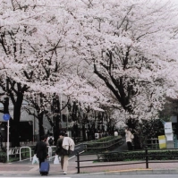 2008-04-01 花小金井 桜と通行人 多摩湖自転車歩行者道・小平グリーンロード