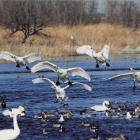 2005-02-04 本埜村 水辺のたくさんの白鳥と飛び立つ白鳥