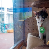 2017-06-11 15;13 伊太祈曽駅 駅員の猫 よんたま