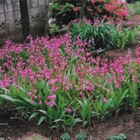 2011-07-03 花の家 玄関近くのシラン