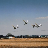 2004-02-08 本埜村 田園風景と白鳥