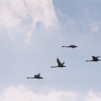 2002-02-24 本埜村 空を舞うオオハクチョウ