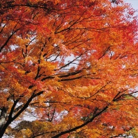 2002-11-20 箱根ハイランドホテルの紅葉