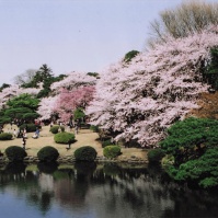 2005-04-09 新宿御苑 桜と庭園