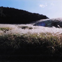 2004-08-08 箱根 仙石原 ススキと日差し