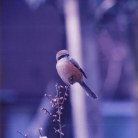 1997-02-01 花の家の梅にとまるスズメ