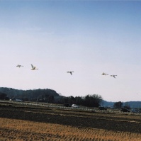 2004-02-08 本埜村 飛び交う白鳥と白鳥を見るために路上駐車する車