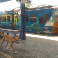 2016-08-14-09;52台湾 新北市平渓区 十分車站 ホームを彷徨く野良犬