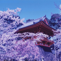 1995-04-12 仁和寺の桜