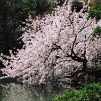 2005-04-09 新宿御苑 池と桜