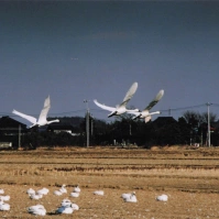 2004-02-08 本埜村 休んでいる白鳥と飛んでいる白鳥