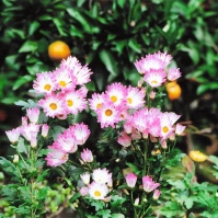 2004-01-10 花の家・キク 紫菊