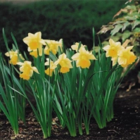 2009-04-22 花の家 庭先のスイセン