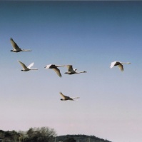 2003-02-01 本埜村 勢いよく飛び立った白鳥