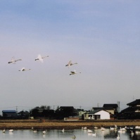 2002-12-20 本埜村 水田と村の風景と白鳥