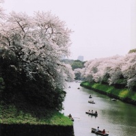 2005-04-08 千鳥ヶ淵 満開の桜と水面のボート