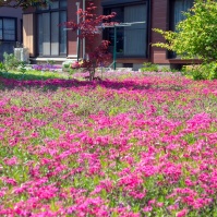 2017-05-05 14;05 花の家 庭を埋める赤い芝桜