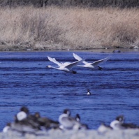 2001-02-10 水際を飛ぶ白鳥