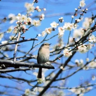 2005-02-10 上野の梅とエボシガラ