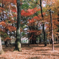 2009-12-04 小金井公園 日差しを浴びる紅葉した木々