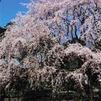 2004-03-27 新宿御苑 枝垂れ桜