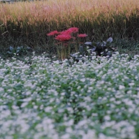 2004-10-01 巾着田 蕎麦畑と彼岸花