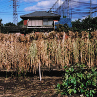 2006-10-30 花の家の畑から陸稲のおだがけ・秋の風景