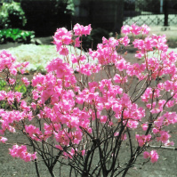 2012-04 花の家・クロフネツツジ